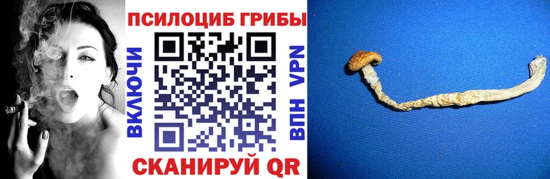 Купить закладки  Яхрома  Галлюциногенные грибы Cubensis 